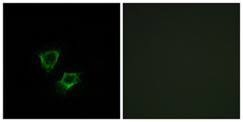ZNRF2 rabbit pAb