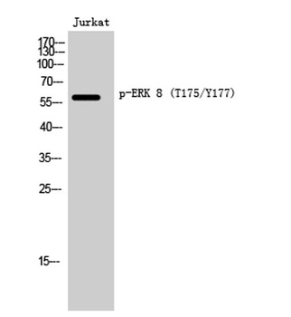 ERK 8 (phospho-Thr175/Y177) antibody