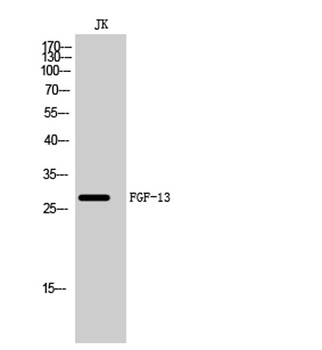 FGF-13 antibody