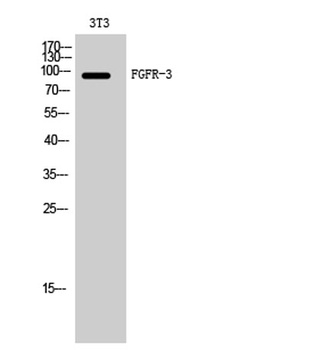 FGFR-3 antibody
