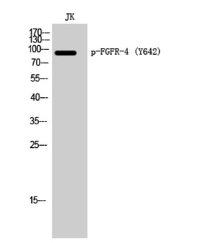 FGFR-4 (phospho-Tyr642) antibody