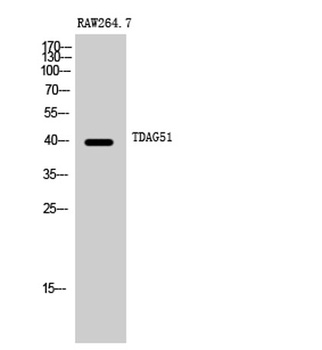 TDAG51 antibody