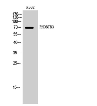 RHOBTB3 antibody