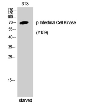 Intestinal Cell Kinase (phospho-Tyr159) antibody