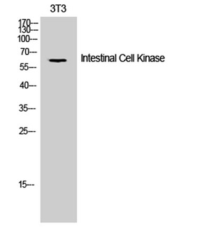 Intestinal Cell Kinase rabbit pAb