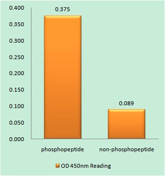 Rabphilin-3A (phospho Ser237) rabbit pAb