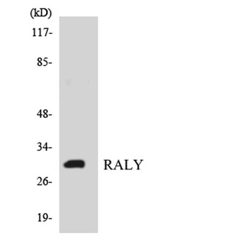 Raly antibody