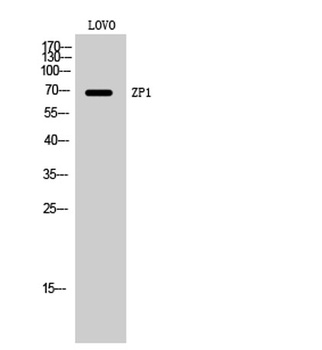 ZP1 antibody