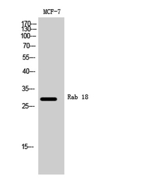 Rab 18 rabbit pAb