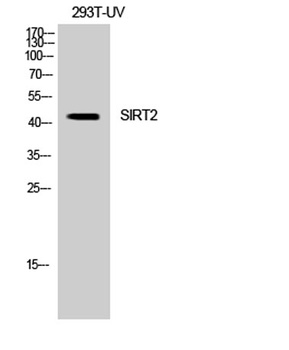 SIRT2 rabbit pAb