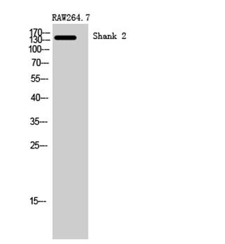 Shank 2 antibody