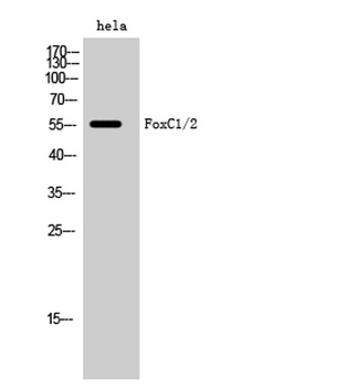 FoxC1/2 antibody