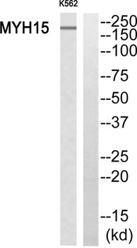 MYH15 rabbit pAb Antibody