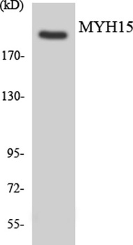 MYH15 rabbit pAb Antibody