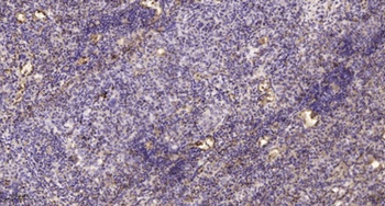 MYH15 rabbit pAb Antibody