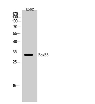 FoxE3 antibody