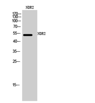 NDR2 antibody