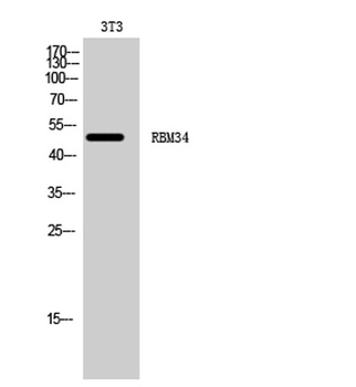 RBM34 rabbit pAb