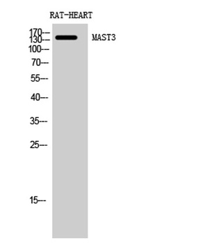 MAST3 rabbit pAb