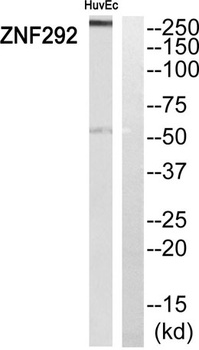 ZN-16 antibody