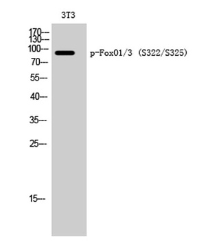 FoxO1/3 (phospho Ser322/S325) rabbit pAb