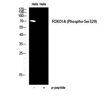FoxO1A (phospho Ser329) rabbit pAb