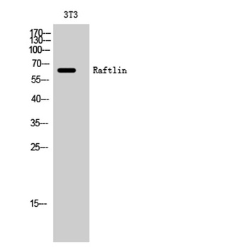 Raftlin antibody