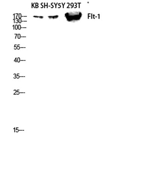 Flt-1 antibody