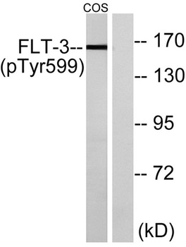 Flt3 (phospho Tyr599) rabbit pAb