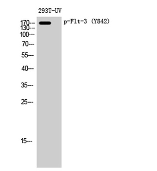 Flt-3 (phospho Tyr842) rabbit pAb