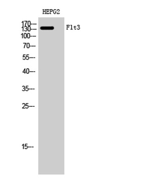 Flt3 antibody