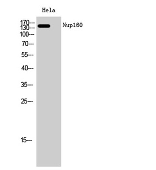 Nup160 antibody