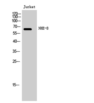 NHE-8 rabbit pAb
