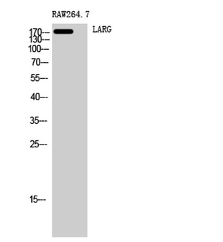 LARG antibody