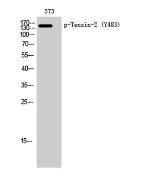 Tensin-2 (phospho-Tyr483) antibody