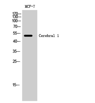 Cerebral 1 antibody