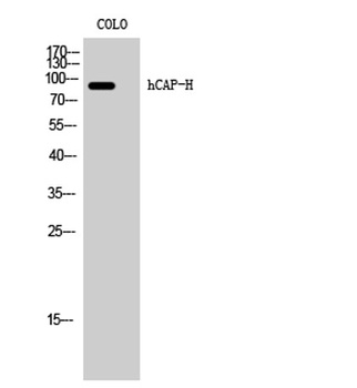 hCAP-H antibody