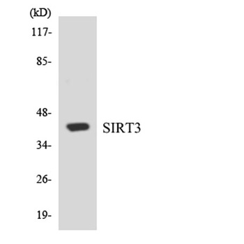 SIRT3 rabbit pAb Antibody