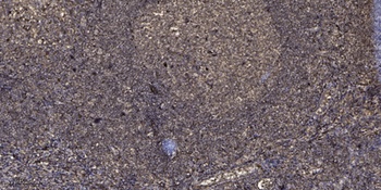 SIRT1 (phospho Ser47) rabbit pAb