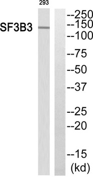 SF3b130 antibody