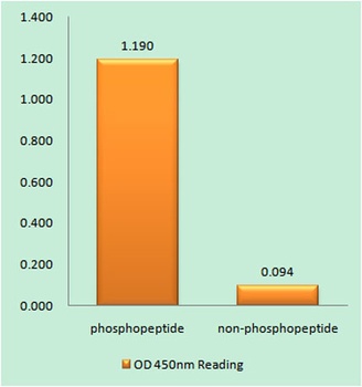 HP1α (phospho Ser92) rabbit pAb