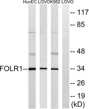 FR- alpha antibody