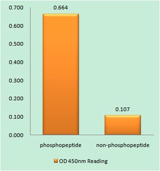 c-Fos (phospho-Ser374) antibody