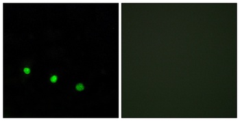 Fos B (phospho-Ser27) antibody