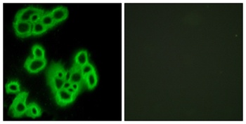 FPR1 antibody