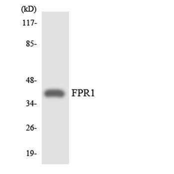 FPR1 rabbit pAb Antibody