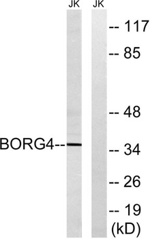 Cdc42EP4 antibody