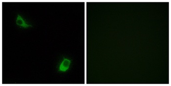 FPRL2 rabbit pAb