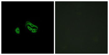 FPRL2 rabbit pAb