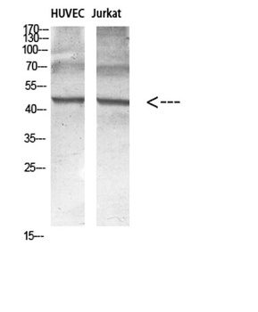 Encephalopsin antibody